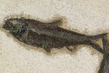 Two Detailed Fossil Fish (Knightia) - Wyoming #163442-1